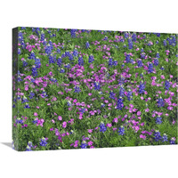 Sand Bluebonnet and Pointed Phlox-Canvas Art-24"x18"