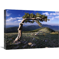 Bristlecone pine, Mt Evans, Colorado-Canvas Art-24&quotx18"