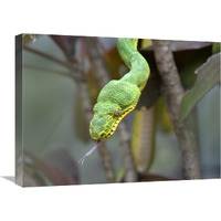 Emerald Tree Boa in tree, Costa Rica-Canvas Art-24"x18"