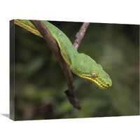 Emerald Tree Boa in tree, Costa Rica-Canvas Art-24"x18"