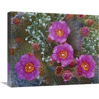 Beavertail Cactus flowering, Arizona-Canvas Art-22"x18.26"