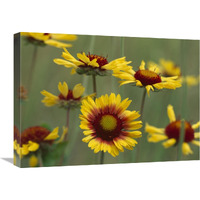 Indian Blanket flowers North America-Canvas Art-24"x18"