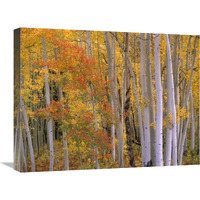 Aspens at Independence Pass, Colorado-Canvas Art-24&quotx18"