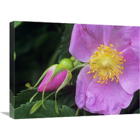 Rose flower, British Columbia, Canada-Canvas Art-24"x18"