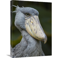 Shoebill, Jurong Bird Park, Singapore-Canvas Art-18&quotx24"