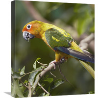 Sun Parakeet, native to South America-Canvas Art-18.92&quotx22"