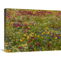 Drummond&quots Phlox near Westhoff, Texas-Canvas Art-24&quotx18"