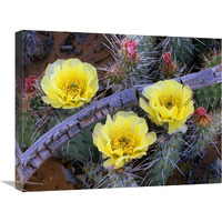 Opuntia cactus blooming, North America-Canvas Art-24"x18"