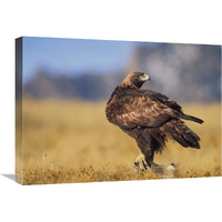 Golden Eagle on a snag, North American-Canvas Art-24"x18"