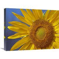 Common Sunflower flower, North America-Canvas Art-24&quotx18"