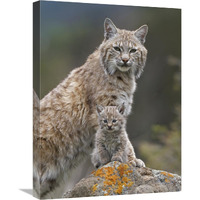 Bobcat mother and kitten, North America-Canvas Art-18"x24"