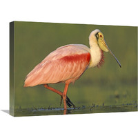 Roseate Spoonbill wading, North America-Canvas Art-24"x18"