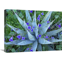 Desert Bluebell and Agave North America-Canvas Art-24&quotx18"