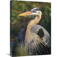 Great Blue Heron portrait, North America-Canvas Art-18"x24"