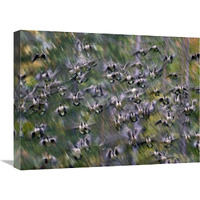 Canada Goose flock flying, North America-Canvas Art-24"x18"