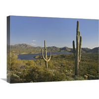 Saguaro cactus at Bartlett Lake, Arizona-Canvas Art-24"x18"