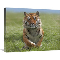 Siberian Tiger running, native to Russia-Canvas Art-24&quotx20"