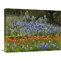 Bluebonnet and Pricky Pear cactus, Texas-Canvas Art-24&quotx18"