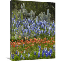 Bluebonnet and Pricky Pear cactus, Texas-Canvas Art-18"x24"