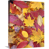 Sourwood and cherry leaves, North America-Canvas Art-18"x24"