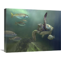 Green Sea Turtle and fish, Sabah, Malaysia-Canvas Art-24"x18"