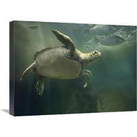 Green Sea Turtle and fish, Sabah, Malaysia-Canvas Art-24"x18"