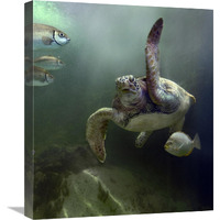 Green Sea Turtle and fish, Sabah, Malaysia-Canvas Art-18.92"x22"