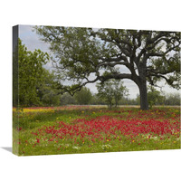 Drummond&quots Phlox meadow near Leming, Texas-Canvas Art-24&quotx18"