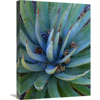 Agave plants with pine cones, North America-Canvas Art-18"x24"