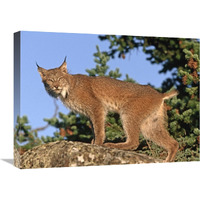 Canada Lynx climbing on rock, North America-Canvas Art-24"x18"