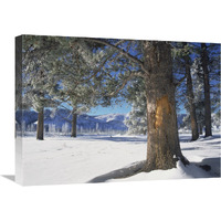 Winter in Yellowstone National Park, Wyoming-Canvas Art-24"x18"