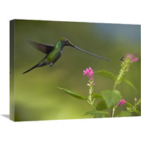 Sword-billed Hummingbird and insect, Ecuador-Canvas Art-24"x18"