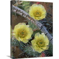 Plains Pricklypear Arches National Park, Utah-Canvas Art-18"x24"