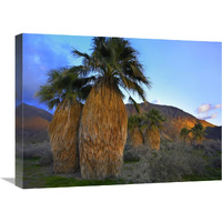 Real Fan Palm Anza-Borrego Desert, California-Canvas Art-24"x18"