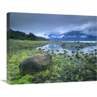 Low tide revealing algae covered rocks, Alaska-Canvas Art-24&quotx20"