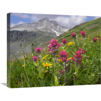 Paintbrush flowers, Yankee Boy Basin, Colorado-Canvas Art-24"x20"