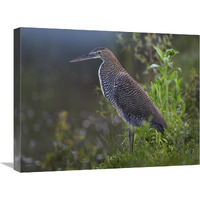 Bare-throated Tiger Heron portrait, Costa Rica-Canvas Art-24"x18"