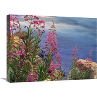 Fireweed against flowing stream, North America-Canvas Art-24"x18"