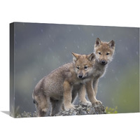 Gray Wolf pups in light snowfall, North America-Canvas Art-24"x18"