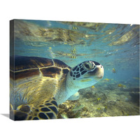 Green Sea Turtle, Balicasag Island, Philippines-Canvas Art-24"x18"