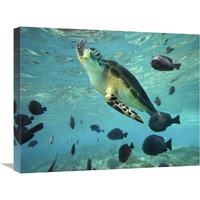 Green Sea Turtle, Balicasag Island, Philippines-Canvas Art-24&quotx18"