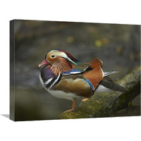 Mandarin Duck male, Jurong Bird Park, Singapore-Canvas Art-24"x18"