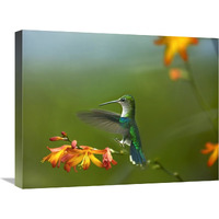 Green-crowned Woodnymph female landing, Ecuador-Canvas Art-24&quotx18"