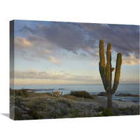 Saguaro cactus at beach, Cabo San Lucas, Mexico-Canvas Art-24"x18"