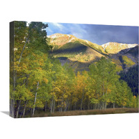 Quaking Aspen trees and Highland Peak, Colorado-Canvas Art-24"x18"