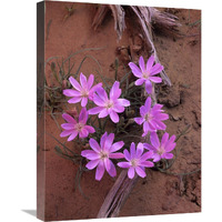 Desert Chicory close up of bloom, North America-Canvas Art-18"x24"