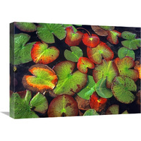 Yellow Pond Lily close up of pads, North America-Canvas Art-24"x18"