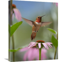 Rufous Hummingbird male feeding on flower nectar-Canvas Art-20"x24"