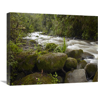 Mindo River flowing through cloud forest, Ecuador-Canvas Art-24"x20"