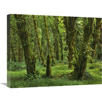 Hoh Rainforest, Olympic National Park, Washington-Canvas Art-24"x18"